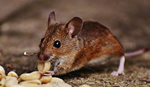 24 Hour & Emergency Exterminators in East Hardin, IL